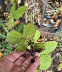 Rubus armeniacus