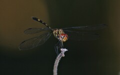 Dythemis sterilis