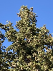 Cupressus sempervirens