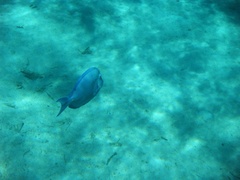 Acanthurus coeruleus
