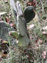Opuntia ficus-indica