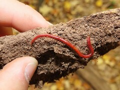 Strigamia bothriopus