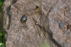 Sphaeridium scarabaeoides