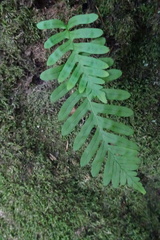 Polypodium vulgare