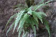 Asplenium fontanum