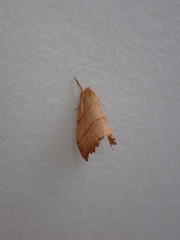 Drepana bilineata