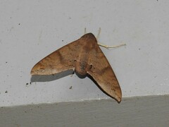 Pachylioides resumens