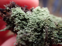 Cladonia incrassata