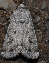 Cardepia affinis
