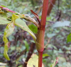 Persicaria hydropiper