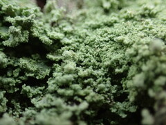 Cladonia incrassata