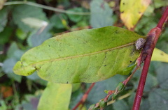 Persicaria hydropiper