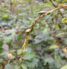 Persicaria hydropiper