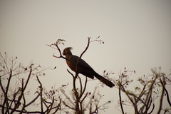 Corythaixoides concolor