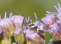 Scythris trivinctella