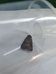 Xestia xanthographa