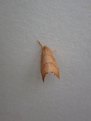 Drepana bilineata