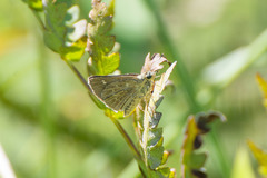 Amblyscirtes reversa