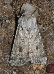 Cardepia affinis