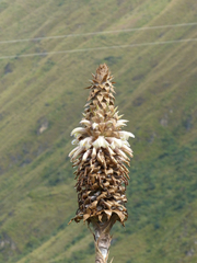 Puya