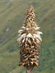 Puya