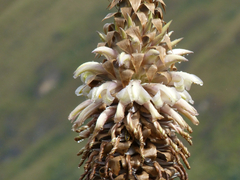 Puya