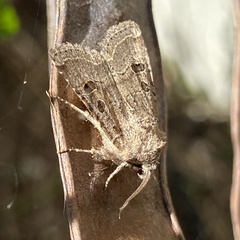 Protorthodes