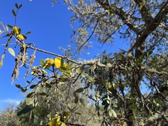 Sophora chrysophylla