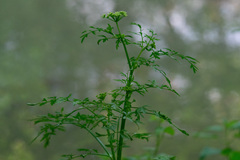 Apiaceae