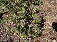 Pentas