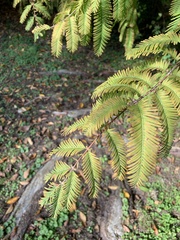 Metasequoia glyptostroboides