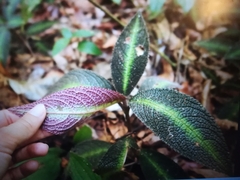 Nautilocalyx pictus