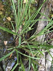 Carex typhina