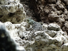 Sceloporus