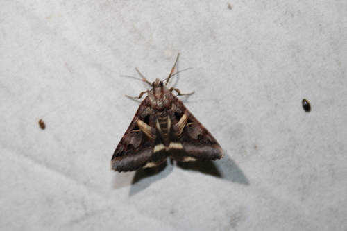 Figure-seven Moth photo 2