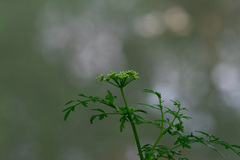 Apiaceae
