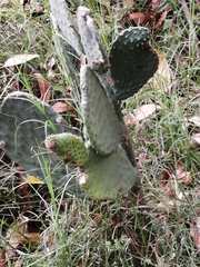 Opuntia ficus-indica