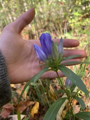 Gentiana saponaria