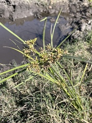 Cyperus ochraceus