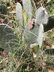 Opuntia ficus-indica