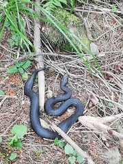 Vipera nikolskii