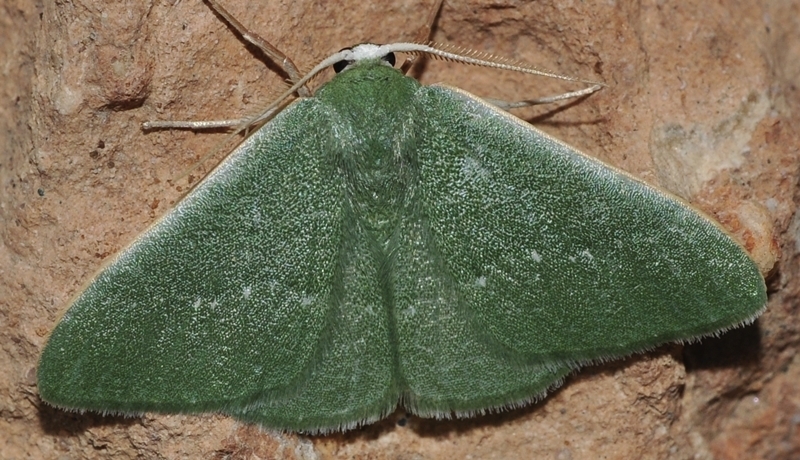 Kuchleria insignata