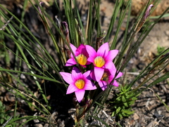 Romulea hirsuta