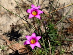 Romulea hirsuta