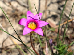 Romulea hirsuta