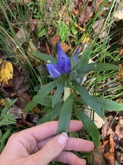Gentiana saponaria
