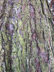 Chrysothrix candelaris