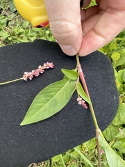 Persicaria longiseta