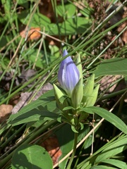 Gentiana saponaria