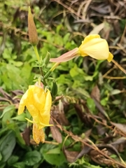 Oenothera glazioviana